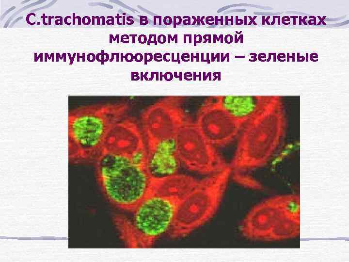 C. trachomatis в пораженных клетках методом прямой иммунофлюоресценции – зеленые включения 