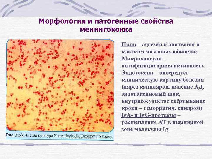 Морфология и патогенные свойства менингококка Пили – адгезия к эпителию и клеткам мозговых оболочек