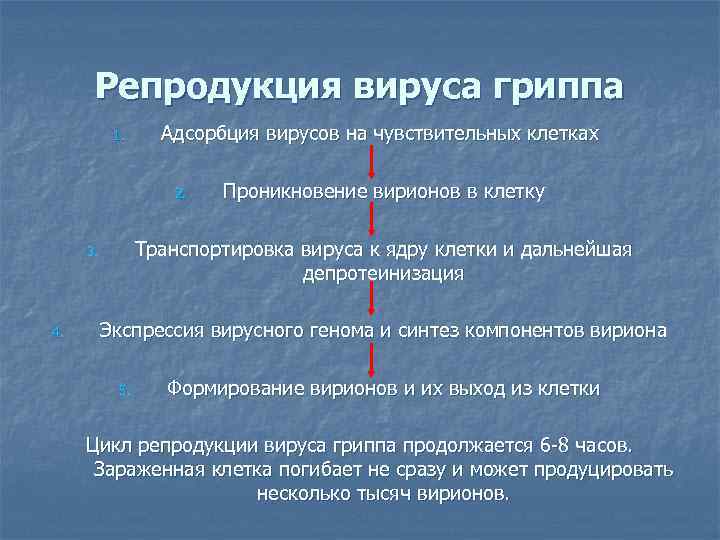 Репродукция вируса гриппа 1. Адсорбция вирусов на чувствительных клетках 2. Транспортировка вируса к ядру