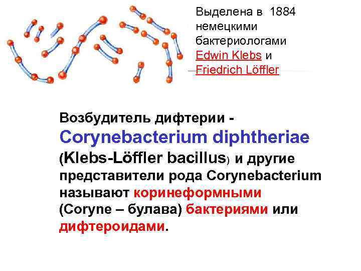 Выделена в 1884 немецкими бактериологами Edwin Klebs и Friedrich Löffler Возбудитель дифтерии - Corynebacterium