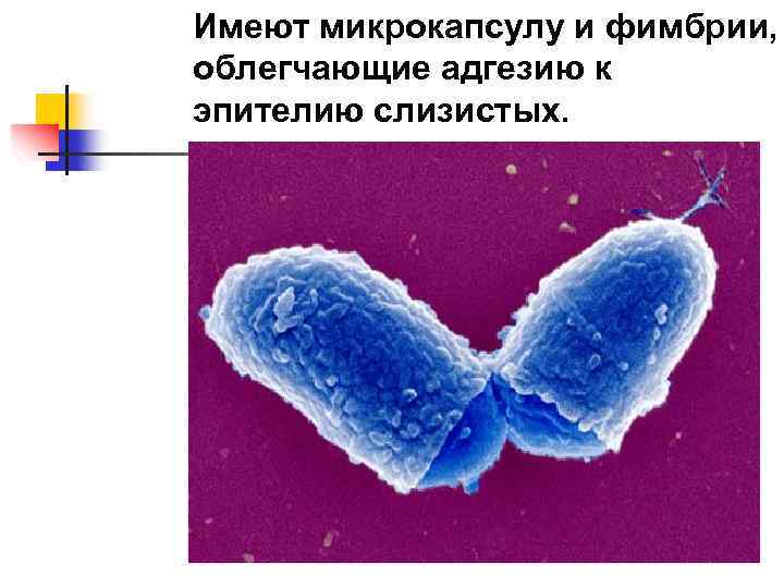 Имеют микрокапсулу и фимбрии, облегчающие адгезию к эпителию слизистых. 