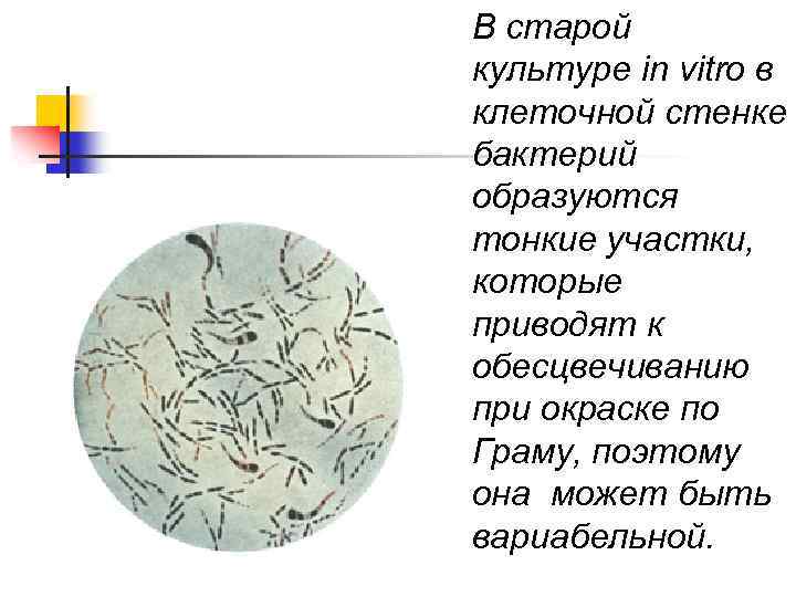 В старой культуре in vitro в клеточной стенке бактерий образуются тонкие участки, которые приводят