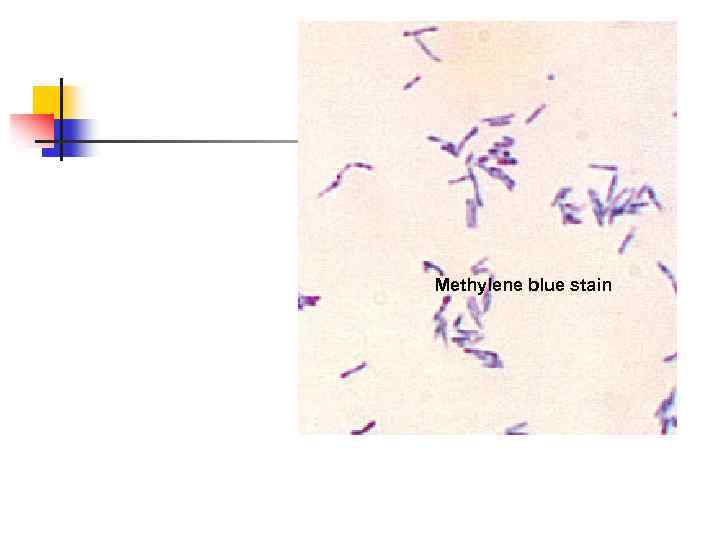 Methylene blue stain 