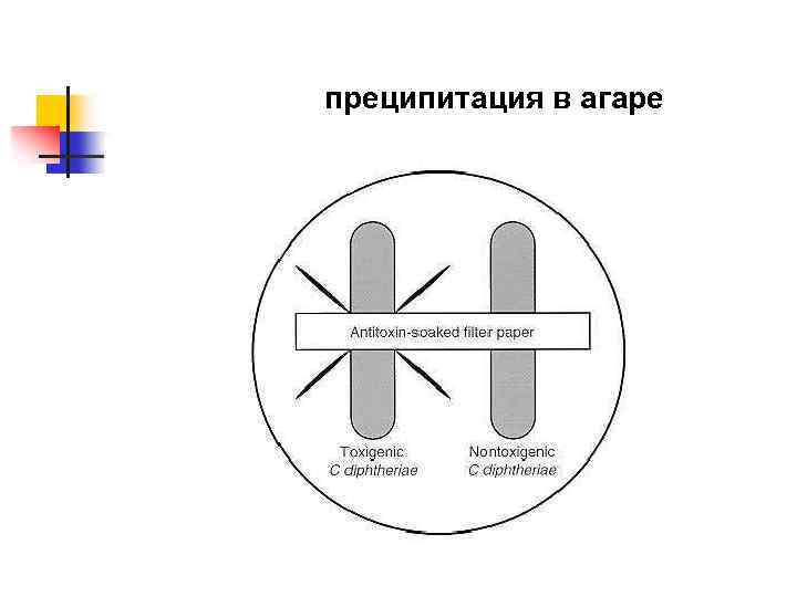 преципитация в агаре 