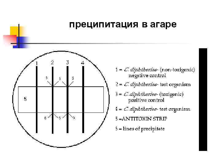 преципитация в агаре 
