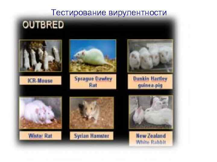 Тестирование вирулентности 