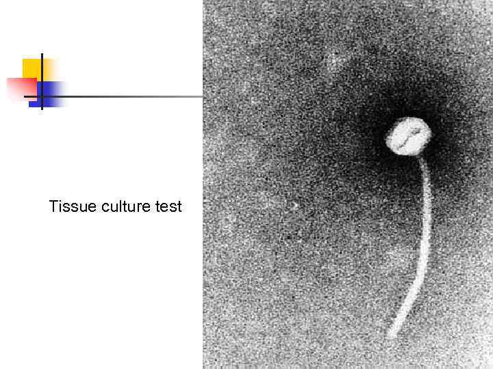 Tissue culture test 