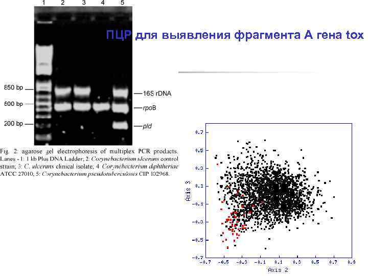 ПЦР для выявления фрагмента А гена tox 