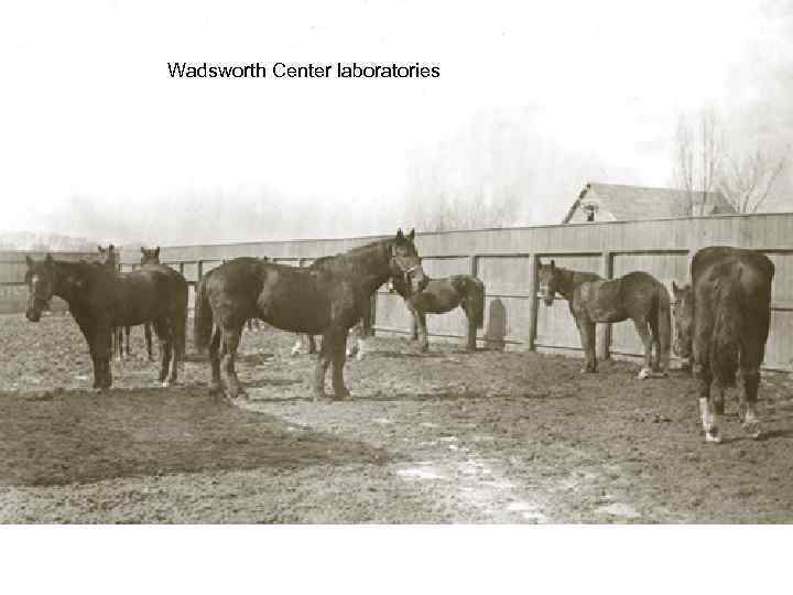 Wadsworth Center laboratories 