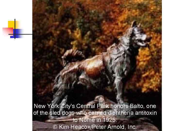 New York City's Central Park honors Balto, one of the sled dogs who carried