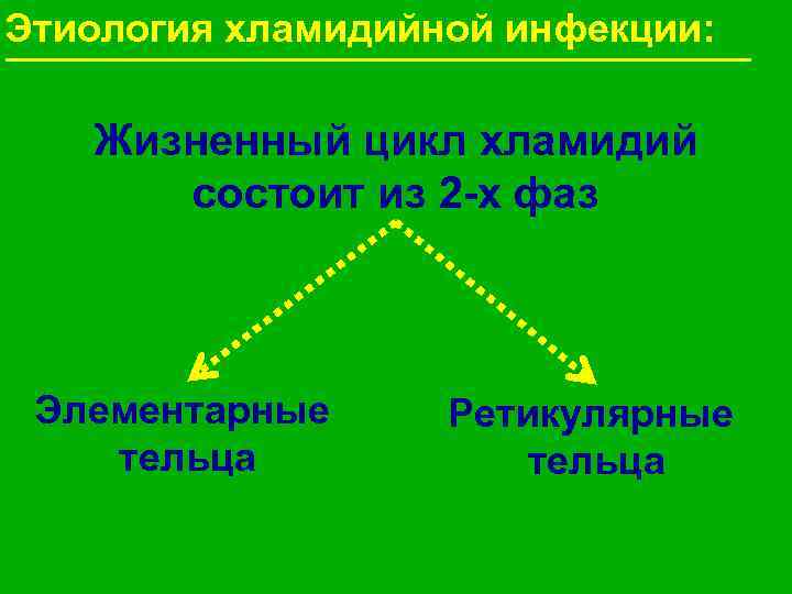 Этиология хламидийной инфекции: Жизненный цикл хламидий состоит из 2 -х фаз Элементарные тельца Ретикулярные