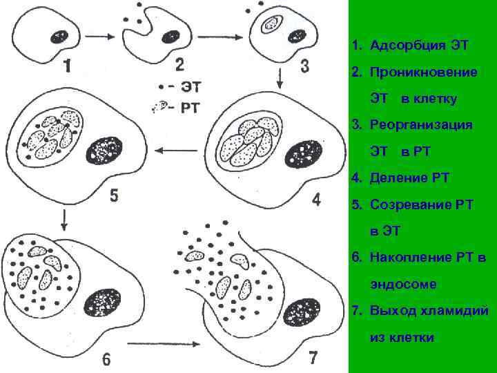 1. Адсорбция ЭТ 2. Проникновение ЭТ в клетку 3. Реорганизация ЭТ в РТ 4.