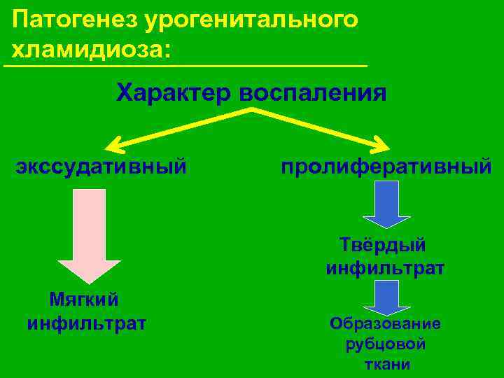 Патогенез урогенитального хламидиоза: Характер воспаления экссудативный пролиферативный Твёрдый инфильтрат Мягкий инфильтрат Образование рубцовой ткани