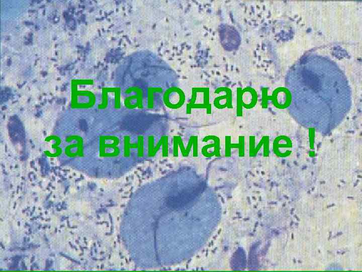 Благодарю за внимание ! 