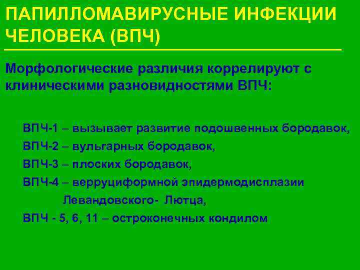 ПАПИЛЛОМАВИРУСНЫЕ ИНФЕКЦИИ ЧЕЛОВЕКА (ВПЧ) Морфологические различия коррелируют с клиническими разновидностями ВПЧ: ВПЧ-1 – вызывает
