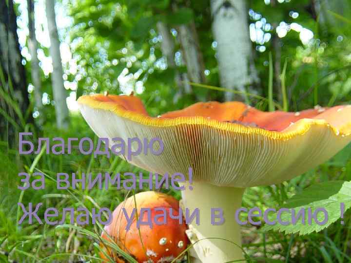 Благодарю за внимание! Желаю удачи в сессию ! 
