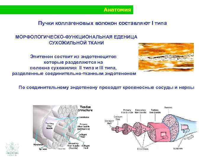 Анатомия Пучки коллагеновых волокон составляют I типа МОРФОЛОГИЧЕСКО-ФУНКЦИОНАЛЬНАЯ ЕДЕНИЦА СУХОЖИЛЬНОЙ ТКАНИ Эпитенон состоит из