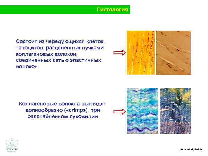 Гистология Состоит из чередующихся клеток, теноцитов, разделенных пучками коллагеновых волокон, соединенных сетью эластичных волокон
