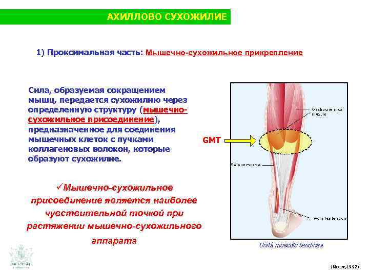 АХИЛЛОВО СУХОЖИЛИЕ 1) Проксимальная часть: Мышечно-сухожильное прикрепление Сила, образуемая сокращением мышц, передается сухожилию через
