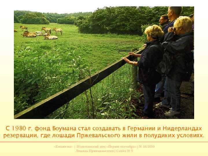 С 1980 г. фонд Боумана стал создавать в Германии и Нидерландах резервации, где лошади