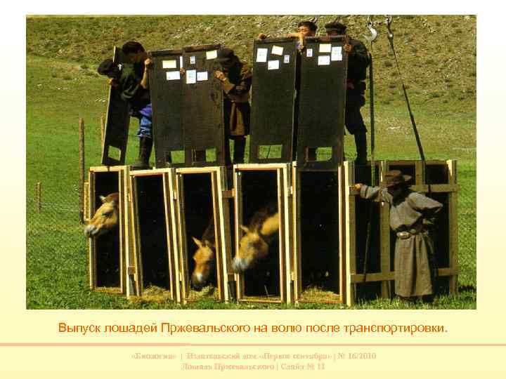 Выпуск лошадей Пржевальского на волю после транспортировки. «Биология» | Издательский дом «Первое сентября» |