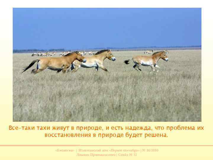 Все-таки тахи живут в природе, и есть надежда, что проблема их восстановления в природе