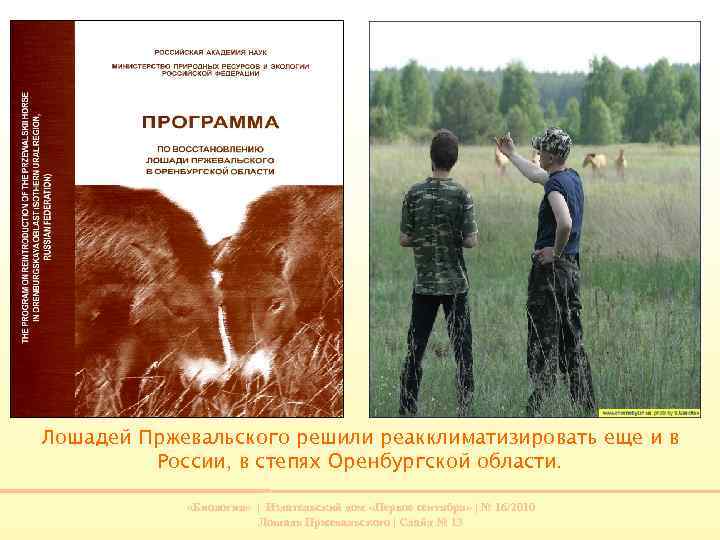 Лошадей Пржевальского решили реакклиматизировать еще и в России, в степях Оренбургской области. «Биология» |