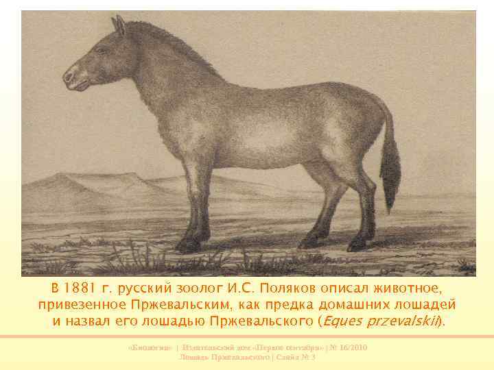 В 1881 г. русский зоолог И. С. Поляков описал животное, привезенное Пржевальским, как предка