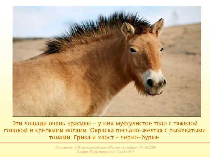 Эти лошади очень красивы - у них мускулистое тело с тяжелой головой и крепкими