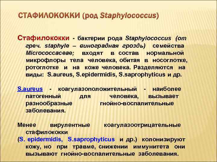 СТАФИЛОКОККИ (род Staphylococcus) Стафилококки - бактерии рода Staphylococcus (от греч. staphyle – виноградная гроздь)