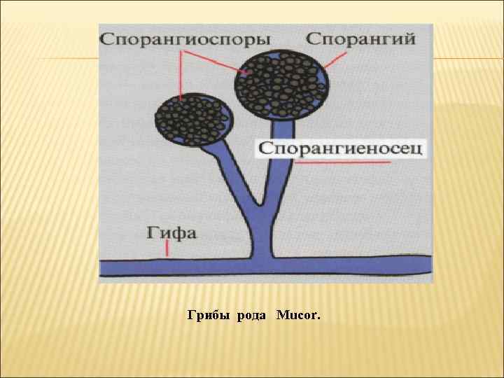 Спорангий на рисунке