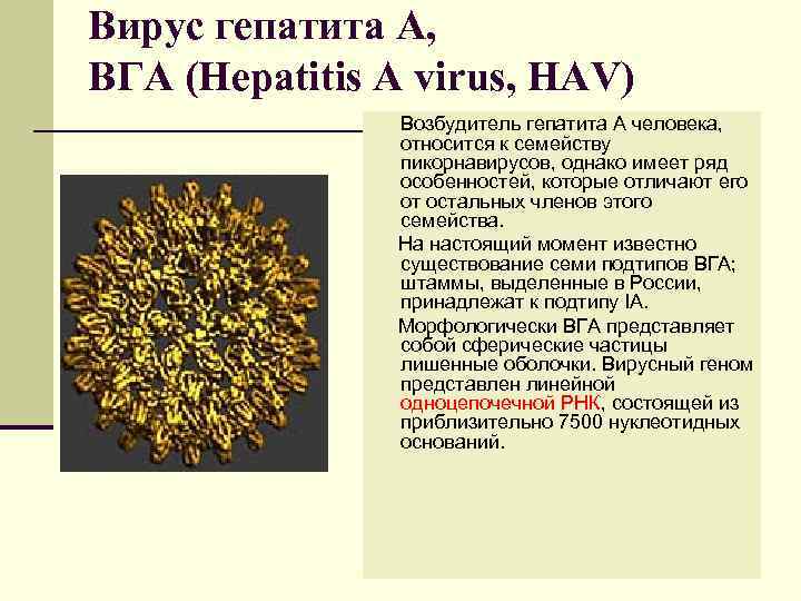 Вирус гепатита А, ВГА (Hepatitis A virus, HAV) Возбудитель гепатита А человека, относится к