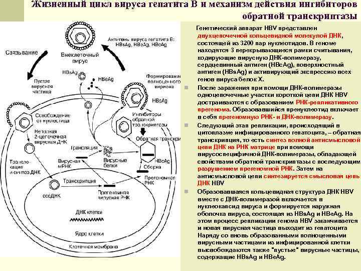 Жизненный цикл вируса гепатита В и механизм действия ингибиторов обратной транскриптазы n n n