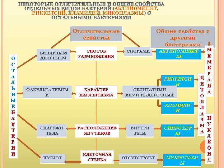 АКТИНОМИЦЕТ, РИККЕТСИЙ, ХЛАМИДИЙ, МИКОПЛАЗМЫ Отличительные свойства О С Т А Л Ь Н Ы