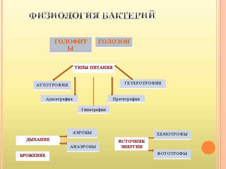 ФИЗИОЛОГИЯ БАКТЕРИЙ ГОЛОФИТ Ы ГОЛОЗОИ ТИПЫ ПИТАНИЯ ГЕТЕРОТРОФИЯ АУТОТРОФИЯ Ауксотрофия Прототрофия Гипотрофия АЭРОБЫ ДЫХАНИЕ