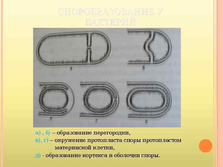 СПОРОБРАЗОВАНИЕ У БАКТЕРИЙ а) , б) – образование перегородки, в), г) – окружение протопласта