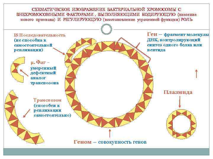 СХЕМАТИЧЕСКОЕ ИЗОБРАЖЕНИЕ БАКТЕРИАЛЬНОЙ ХРОМОСОМЫ С ВНЕХРОМОСОМНЫМИ ФАКТОРАМИ , ВЫПОЛНЯЮЩИМИ КОДИРУЮЩУЮ (внесение нового признака) И