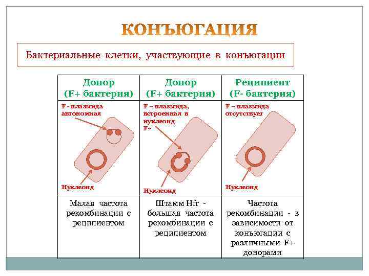 Конъюгация бактерий схема