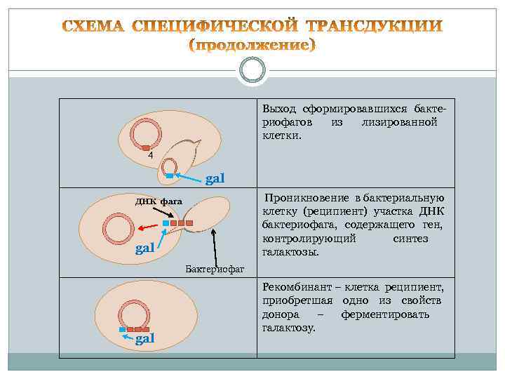 Выход сформировавшихся бактериофагов из лизированной клетки. 4 gal Проникновение в бактериальную клетку (реципиент) участка
