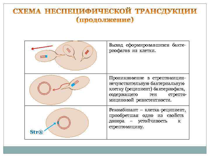 Выход сформировавшихся бактериофагов из клетки. Проникновение в стрептомициннечувствительную бактериальную клетку (реципиент) бактериофага, содержащего ген