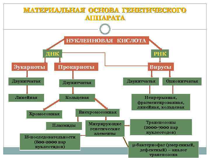 МАТЕРИАЛЬНАЯ ОСНОВА ГЕНЕТИЧЕСКОГО АППАРАТА НУКЛЕИНОВАЯ КИСЛОТА ДНК Эукариоты РНК Прокариоты Двунитчатая Линейная Кольцевая Хромосомная