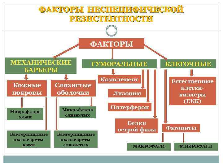 ФАКТОРЫ НЕСПЕЦИФИЧЕСКОЙ РЕЗИСТЕНТНОСТИ ФАКТОРЫ МЕХАНИЧЕСКИЕ БАРЬЕРЫ Кожные покровы Микрофлора кожи Бактерицидные экзосекреты кожи ГУМОРАЛЬНЫЕ
