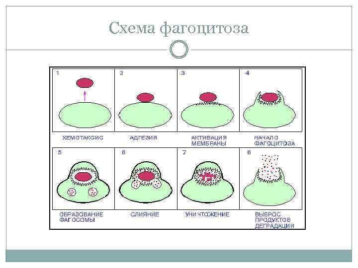 Схема фагоцитоза 