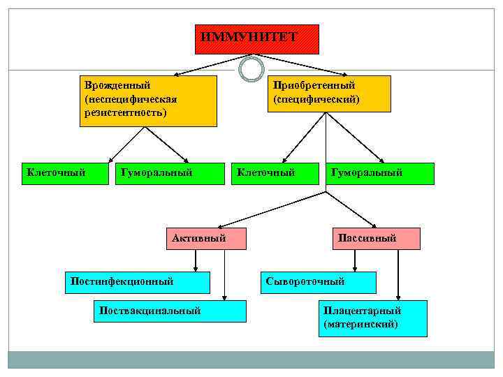 ИММУНИТЕТ Врожденный (неспецифическая резистентность) Клеточный Гуморальный Активный Постинфекционный Поствакцинальный Приобретенный (специфический) Клеточный Гуморальный Пассивный