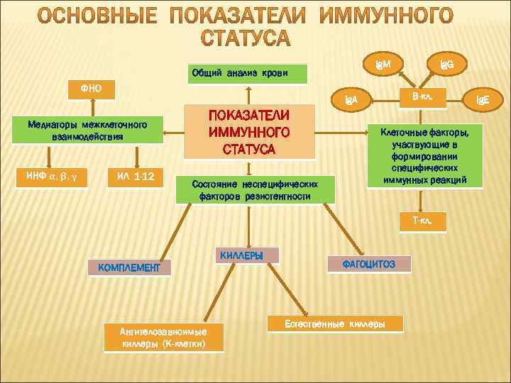 Ig. M Общий анализ крови ФНО В-кл. Ig. A ПОКАЗАТЕЛИ ИММУННОГО СТАТУСА Медиаторы межклеточного