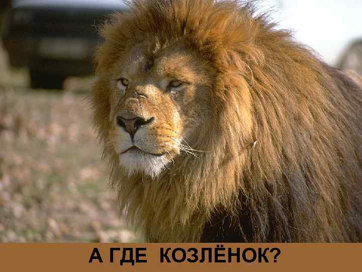 А ГДЕ КОЗЛЁНОК? 