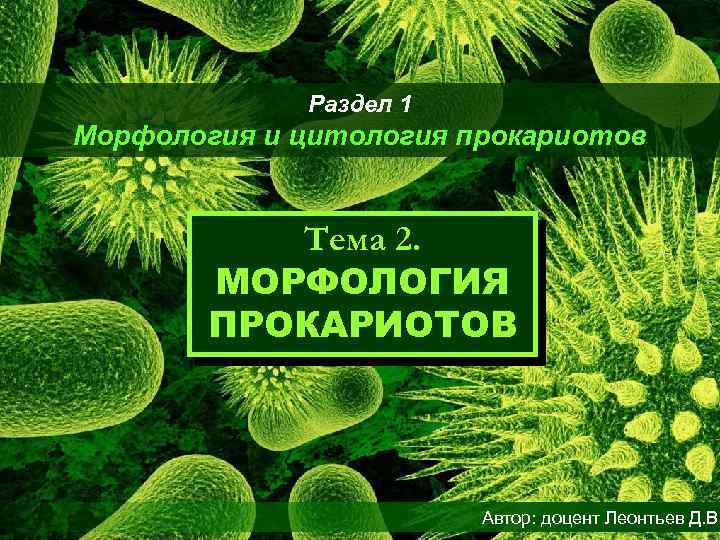 Раздел 1 Морфология и цитология прокариотов Тема 2. МОРФОЛОГИЯ ПРОКАРИОТОВ Автор: доцент Леонтьев Д.