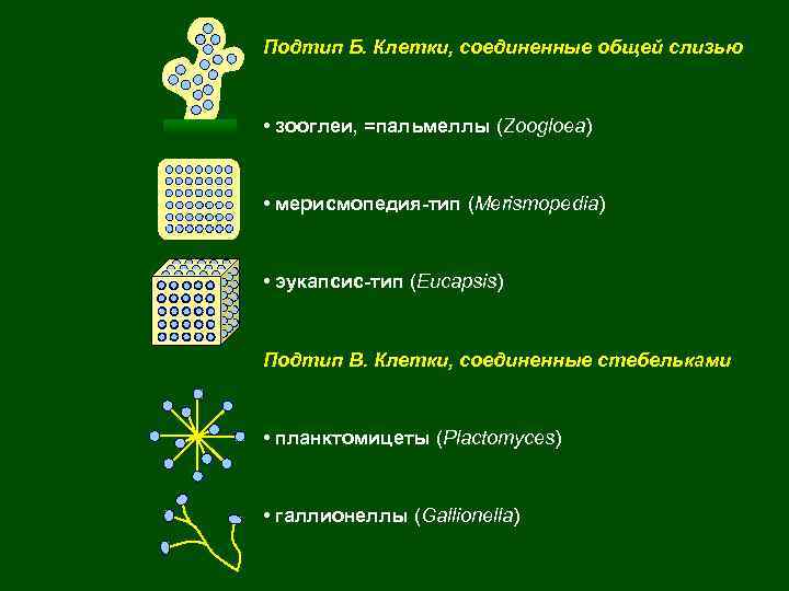 Подтип Б. Клетки, соединенные общей слизью • зооглеи, =пальмеллы (Zoogloea) • мерисмопедия-тип (Merismopedia) •