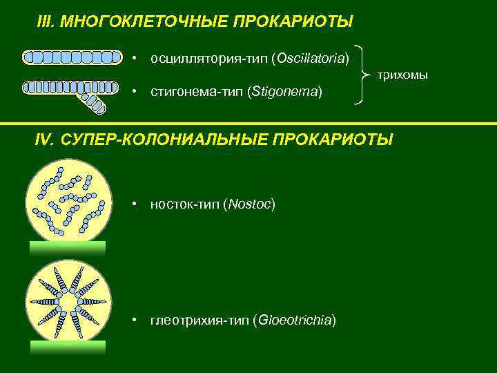 III. МНОГОКЛЕТОЧНЫЕ ПРОКАРИОТЫ • осциллятория-тип (Oscillatoria) трихомы • стигонема-тип (Stigonema) IV. СУПЕР-КОЛОНИАЛЬНЫЕ ПРОКАРИОТЫ •