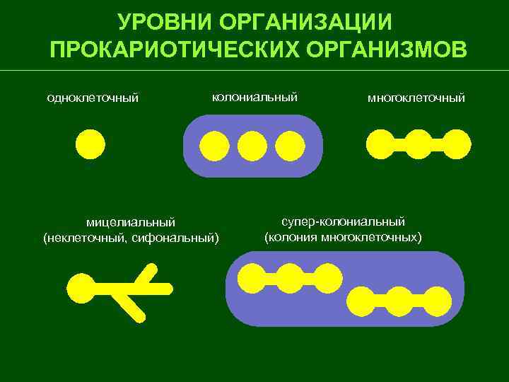 УРОВНИ ОРГАНИЗАЦИИ ПРОКАРИОТИЧЕСКИХ ОРГАНИЗМОВ одноклеточный колониальный мицелиальный (неклеточный, сифональный) многоклеточный супер-колониальный (колония многоклеточных) 